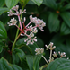White Medinilla Plant