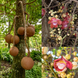 Cannonball Tree Plant - Couroupita guianensis