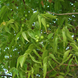 Neem Plant - Azadirachta indica