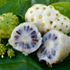 Noni Plant - Morinda citrifolia