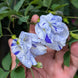 Blue-White Striped Multi Aparajita Seeds