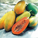 Papaya 'Taiwan Red Lady' Seeds