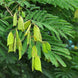 Pathimukam Plant - Caesalpinia sappan