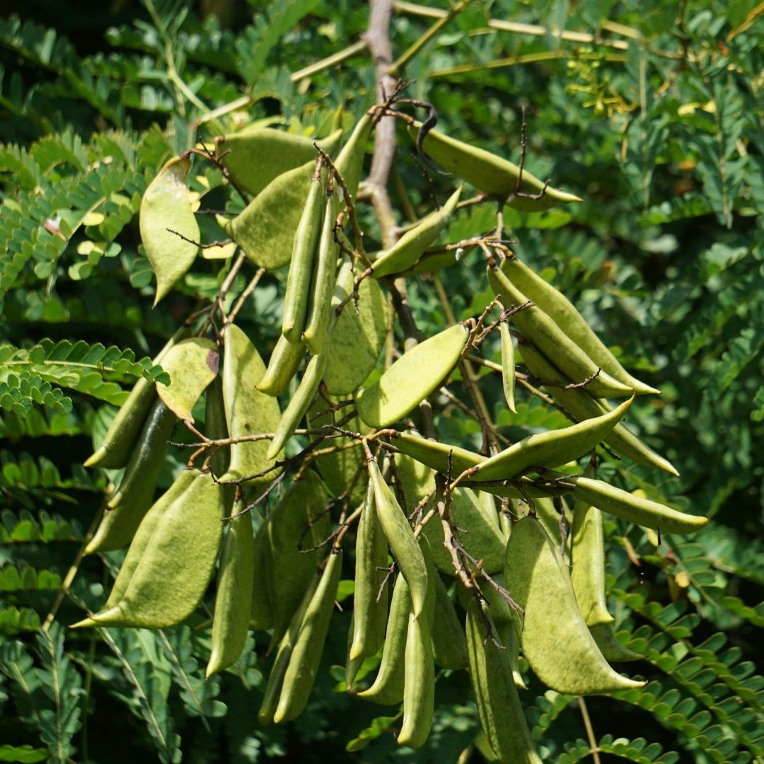 Pathimukam Plant - Caesalpinia sappan – Garden Mithra