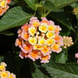 Lantana 'Peach' Seeds