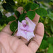 Pink Multi Petal Aparajita Seeds