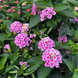 Lantana 'Pink' Seeds