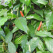Long Pepper Plant - Piper longum