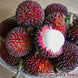 Pulasan - Black Pearl Plant