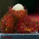 Caesar Rambutan Plant