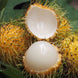 E35 Yellow Rambutan Plant