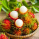 N18 Rambutan Plant