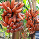 Red Banana Plant