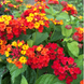 Lantana 'Red' Seeds