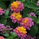 Lantana 'Rose' Seeds