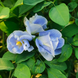 SkyBlue Multi Petal Aparajita Seeds
