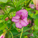 Dark Pink Multi Petal Aparajita Seeds