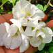 White Multi Petal Aparajita Seeds