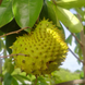 Soursop 'Green' Fruit Plant