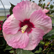 Hibiscus 'Spinderella' Seeds