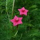 Star Glory 'Pink' Seeds