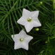 Star Glory 'White' Seeds