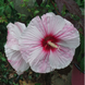 Hibiscus 'Starry Night' Seeds
