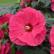 Hibiscus 'Summer in Paradise' Seeds