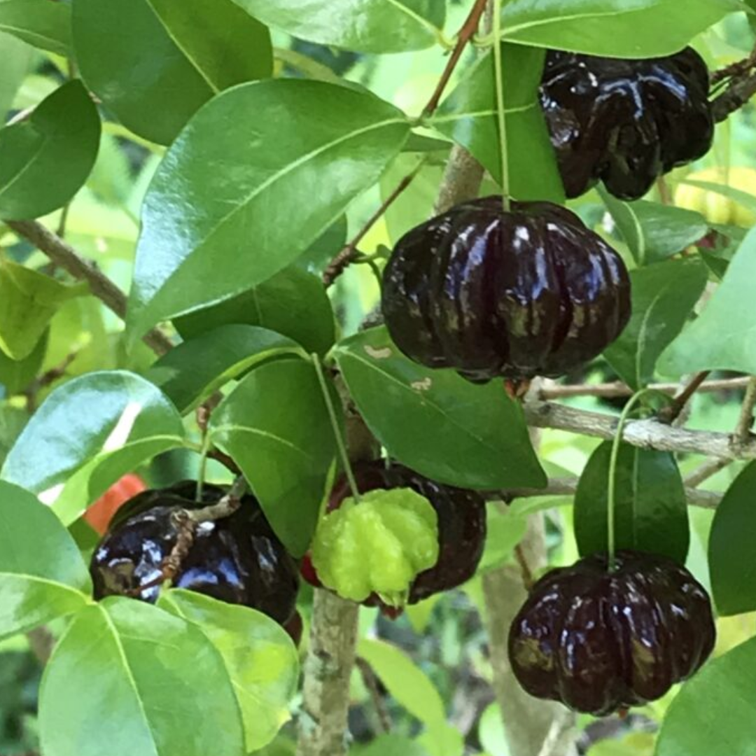 Black Surinam Cherry Plant – Garden Mithra