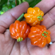 Orange Surinam Cherry Plant