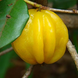 Golden Surinam Cherry Plant