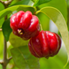 Red Surinam Cherry Plant