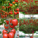 Italian Tree Tomato