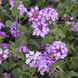 Lantana 'Trailing Lavender' Seeds