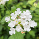 Lantana 'Trailing White' Seeds