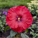Hibiscus 'Valentine's Crush' Seeds