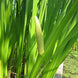 Vayambu Plant - Acorus calamus