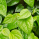 Betel Leaf Plant - Piper betle