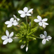 White Koduveli Plant - Plumbago zeylanica
