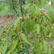 Sandalwood Plant - Santalum album