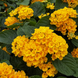 Lantana 'Yellow' Seeds