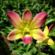 Yellow Red Dendrobium Orchid Plant
