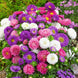 Aster 'Colour Carpet Mix' Seeds