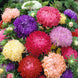 Aster 'Mixed' Seeds