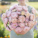 Aster 'Apricot' Seeds