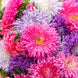 Aster 'Giants of California' Seeds