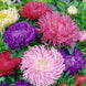 Aster 'Gremlin Double Mix' Seeds