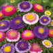 Aster 'Hi-No-Maru Mix' Seeds
