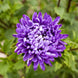 Aster 'Jewelaster Purple' Seeds