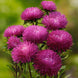 Aster 'Jewelaster Rose' Seeds